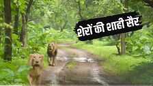 VIDEO जंगल के राजा-रानी की रॉयल वॉक शेरों को शान से चलता देख दिल हार जाएंगे आप