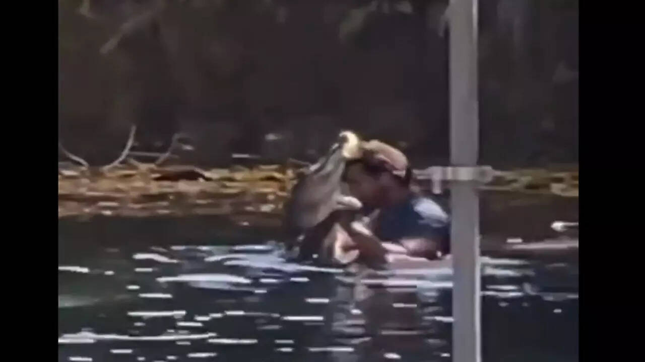 crocodile dance video
