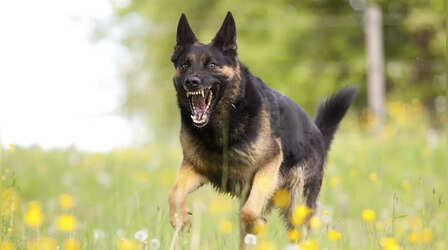 Dog Attack Policy: डॉग अटैक पॉलिसी लागू होने के बाद नोएडा में पहला जुर्माना, उठाना पड़ेगा इलाज का खर्च भी