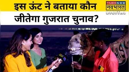 Camel ने बताया Gujrat Election 2022 का Prediction, देखें Viral Video में किसको बताया Winner