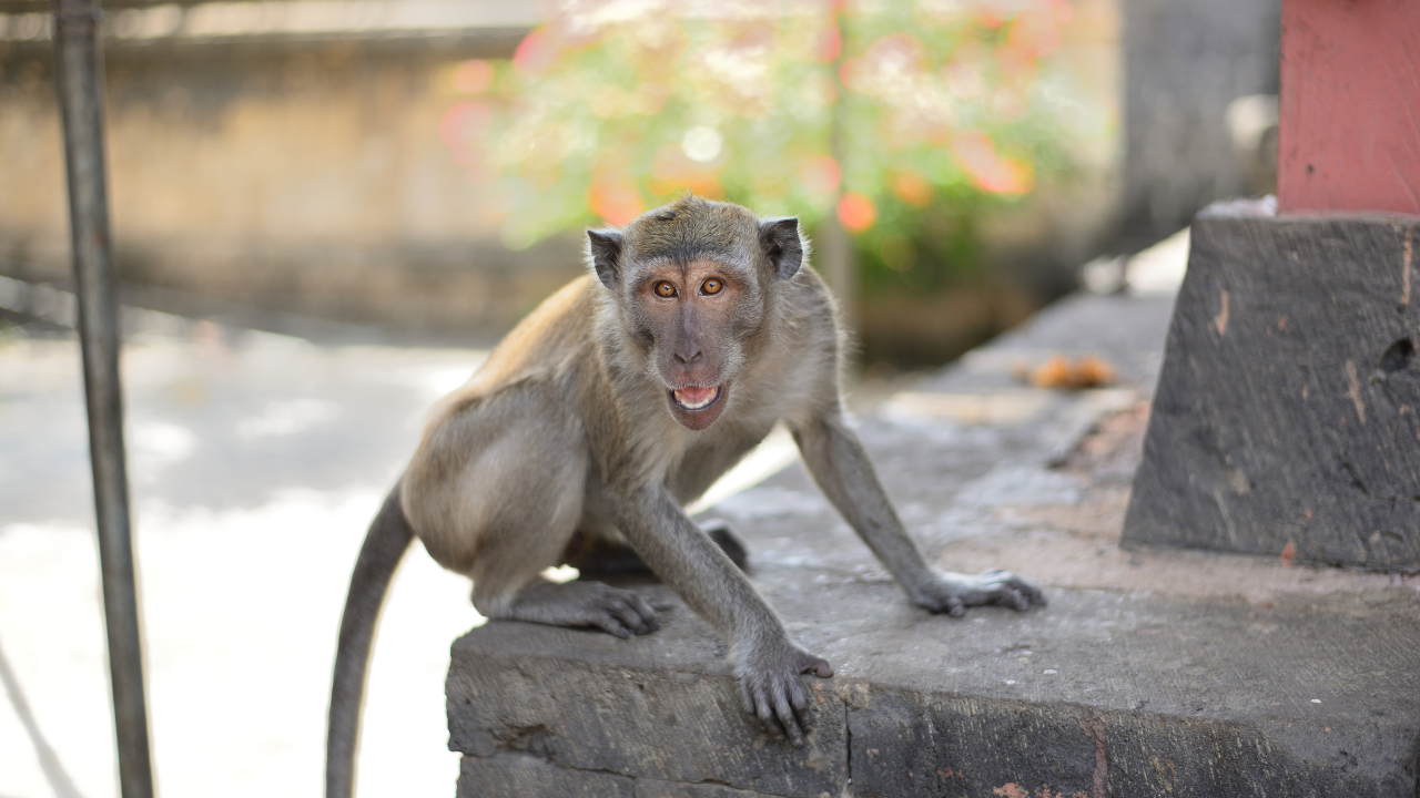 Greater Noida Monkey Attack