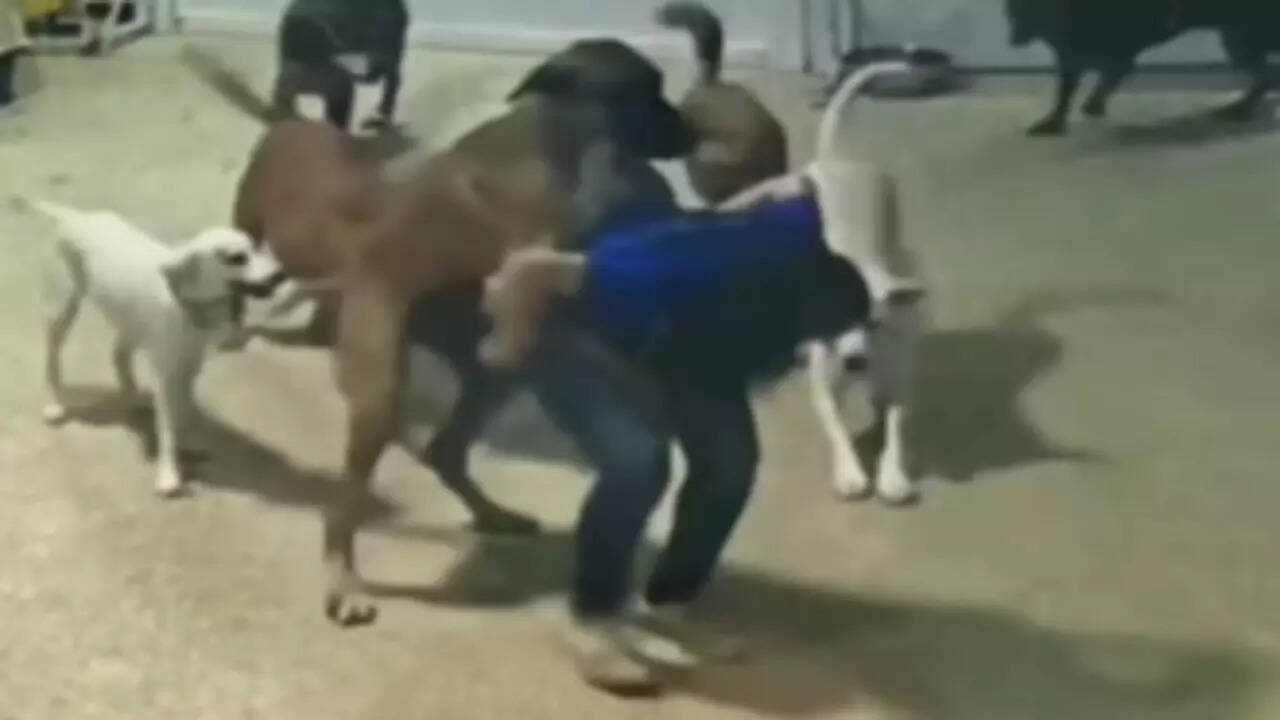 Dog Ka Video