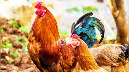 Pakistan Chickens Loot: हाय रे पाकिस्तान! कंगाली का ये आलम, रावलपिंडी में 30 लाख की मुर्गियां लूट ले गए लोग