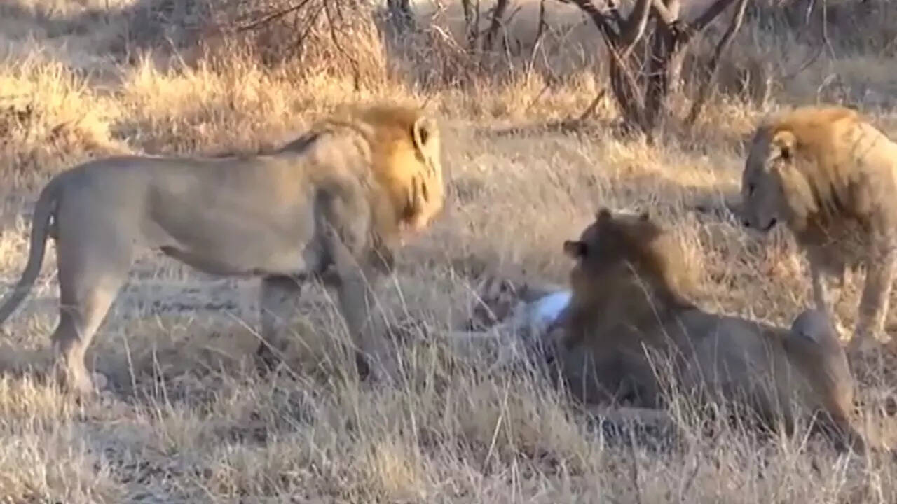 lion