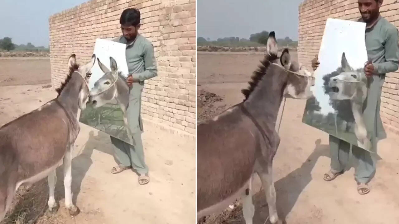 gadha