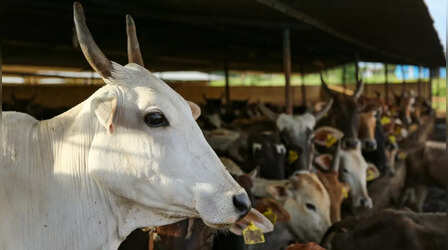 महंगी होने जा रही शराब, अब हर बोतल पर लगेगा Cow Tax; जानें क्या है सुक्खू सरकार की योजना