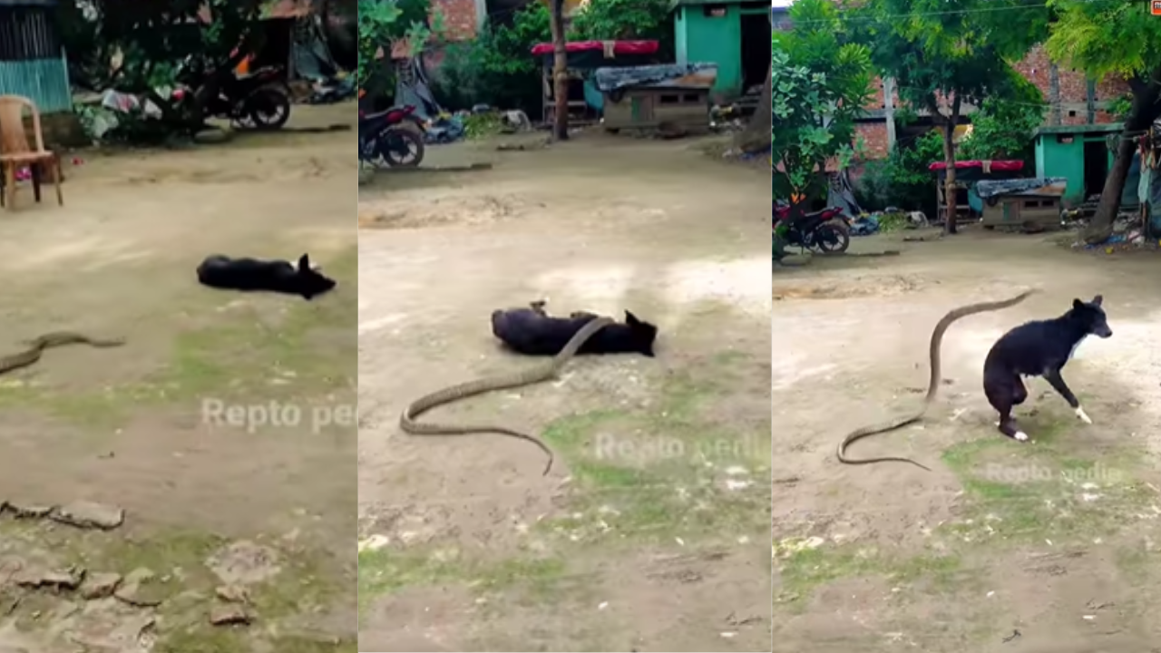 Viral_Video (33)