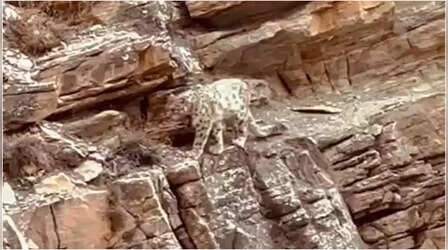 Video: भारत-चीन सीमा पर नजर आया Snow leopard, ट्रैक कैमरे में कैद हुई हरकत