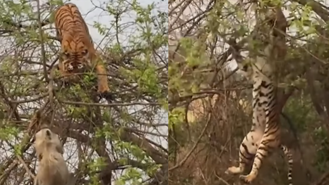 Tiger Monkey Video