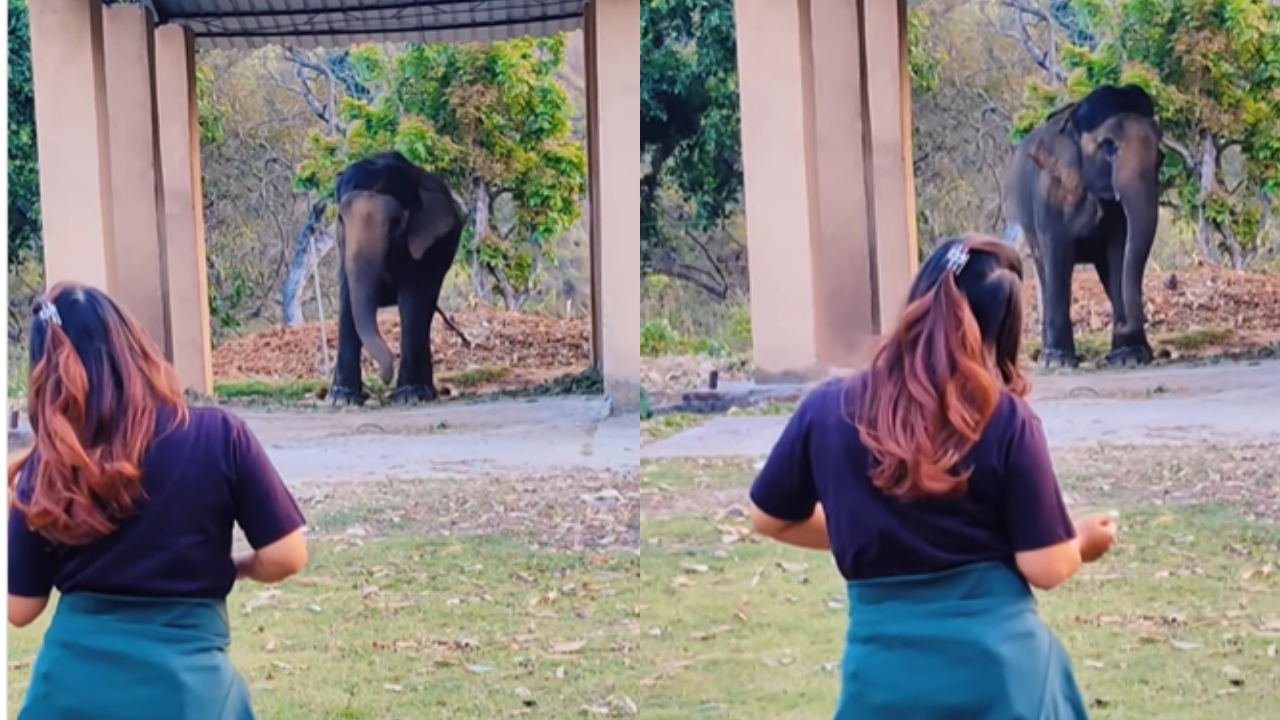 Girl And Elephant Dance Video