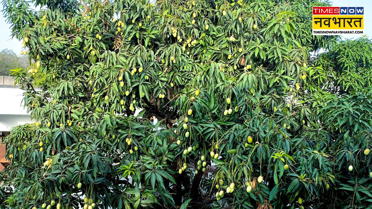 एक ही पेड़ पर कैसे लगाएं अलग-अलग किस्मों के आम, जानिए आसान तरीके