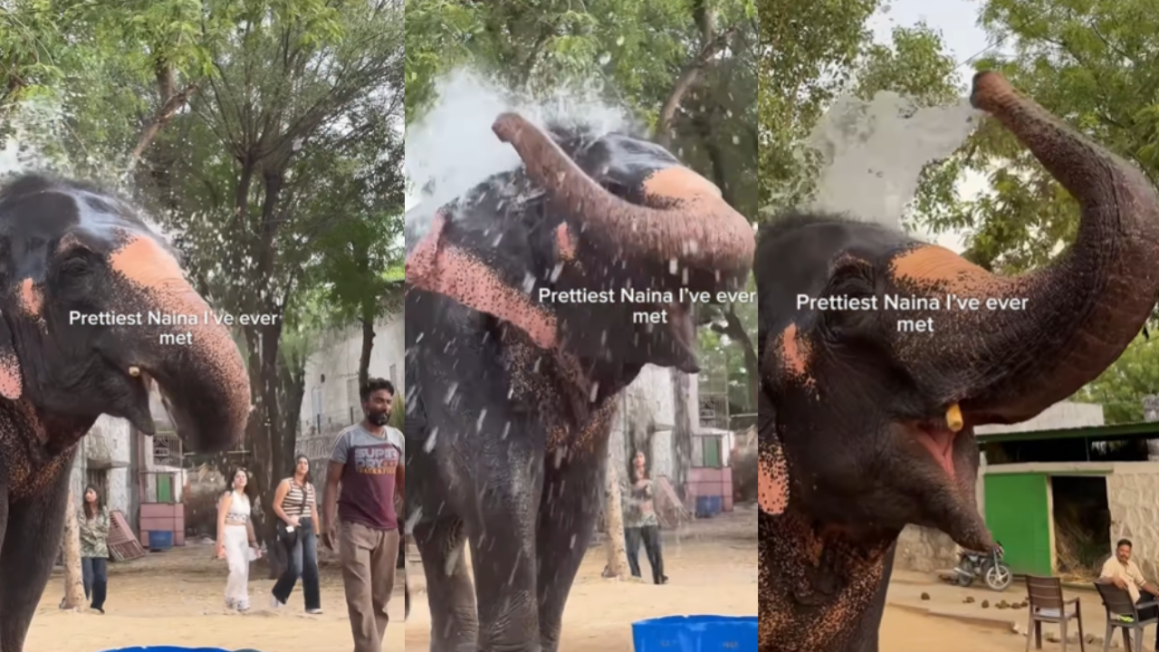 Viral Video: इस हाथी ने बनाया ऐसा माहौल, 3.5 मिलियन लोगों ने देखा वीडियो, नजारा देख आप भी दिल हार बैठेंगे