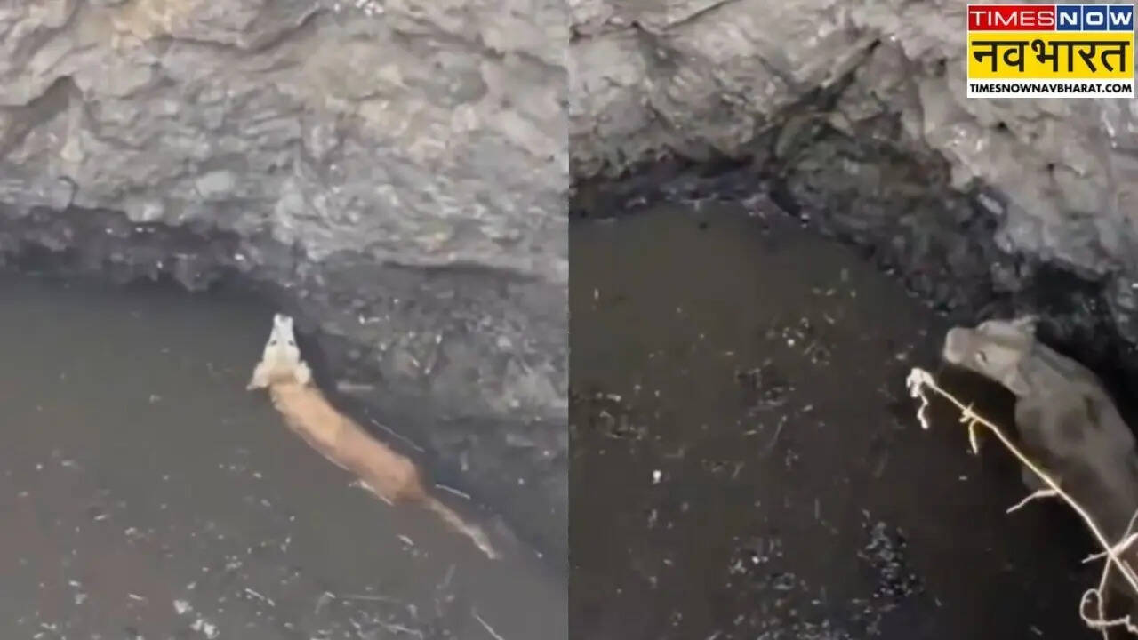 Video: मौत के मुंह में भी बच गई जान! कुत्ते के पीछे पड़ी शेरनी कुएं में गिरी, दोनों शिकारी और शिकार एक साथ फंसे