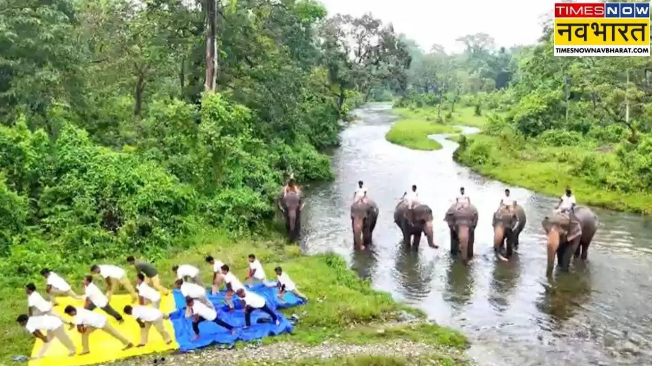 VIDEO: जब हाथियों ने किया योग! इंसानों के साथ-साथ जानवरों ने भी किया योगासन, जंगल से सामने आया यह खूबसूरत नजारा