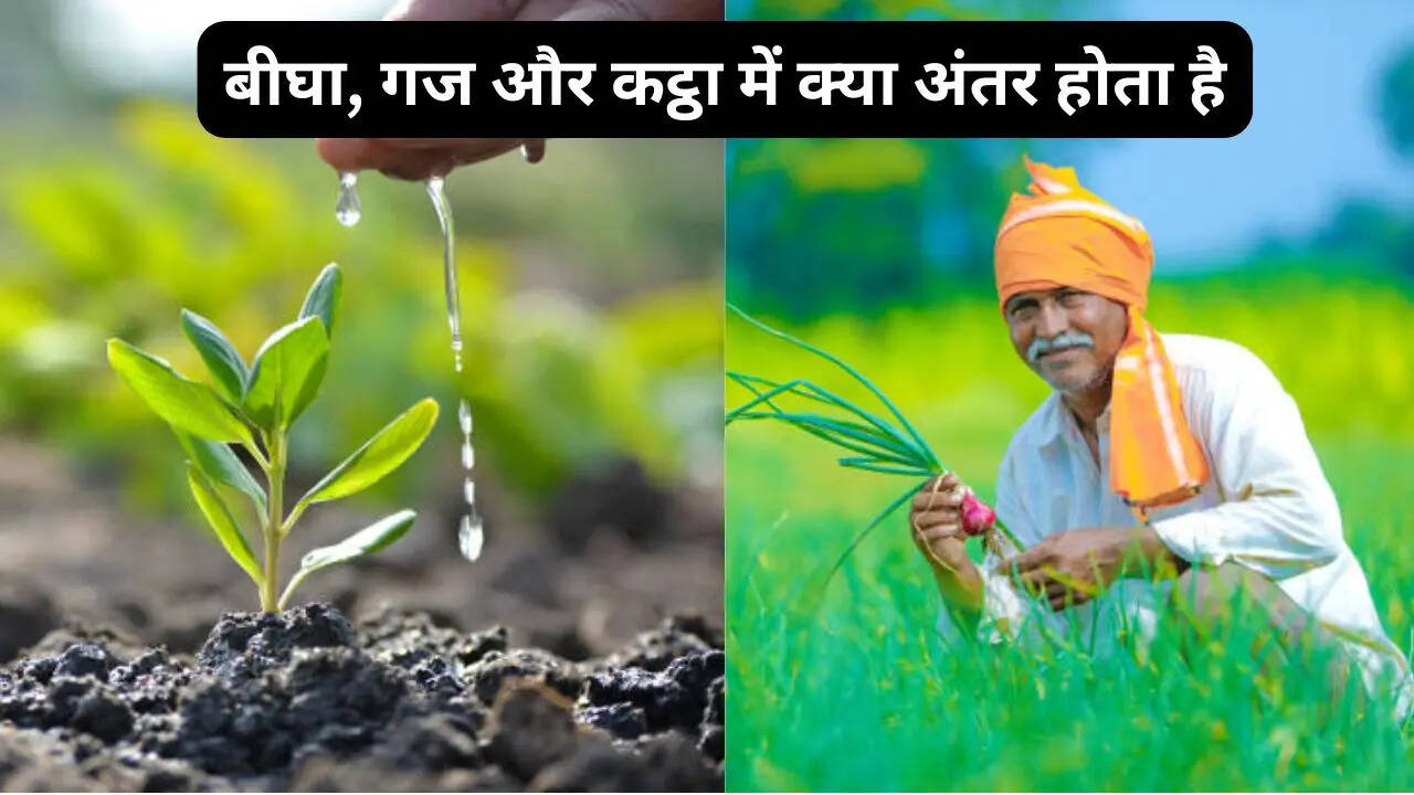 बीघा, गज और कट्ठा में क्या अंतर होता है, आप भी दूर करें कंफ्यूजन