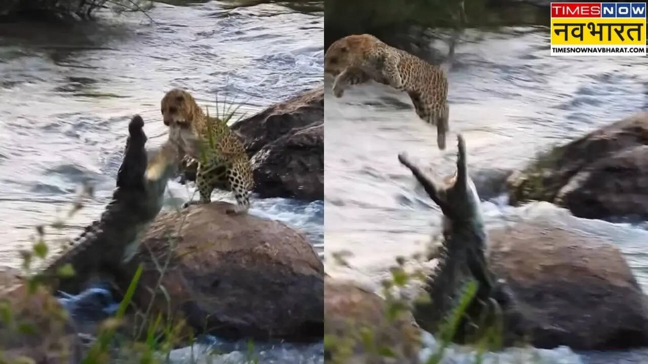 VIDEO: खाने के लिए मुंह फाड़े सामने खड़ा था मगरमच्छ, हवा में उड़ते हुए बच निकला तेंदुआ