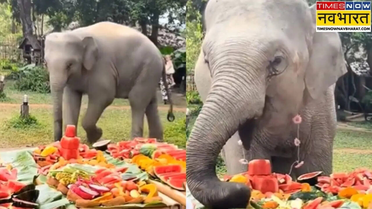 Video: पीछे मुड़कर आया हाथी, सामने दिखा सरप्राइज, फिर जो हुआ उसने लाखों लोगों को मुस्कुराने पर कर दिया मजबूर