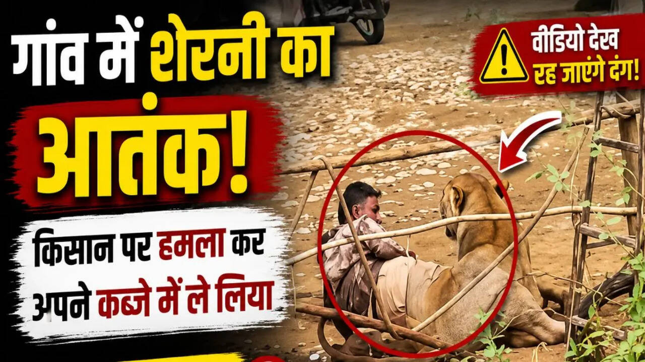 OMG! गांव में घुसी शेरनी ने किसान को दबोचा, Video देखकर लोगों की थम गई सांसें