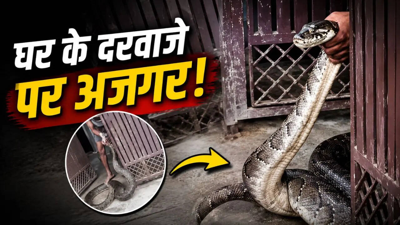 घर के दरवाजे तक पहुंचा विशालकाय अजगर, Video देख थम गई लोगों की सांसे